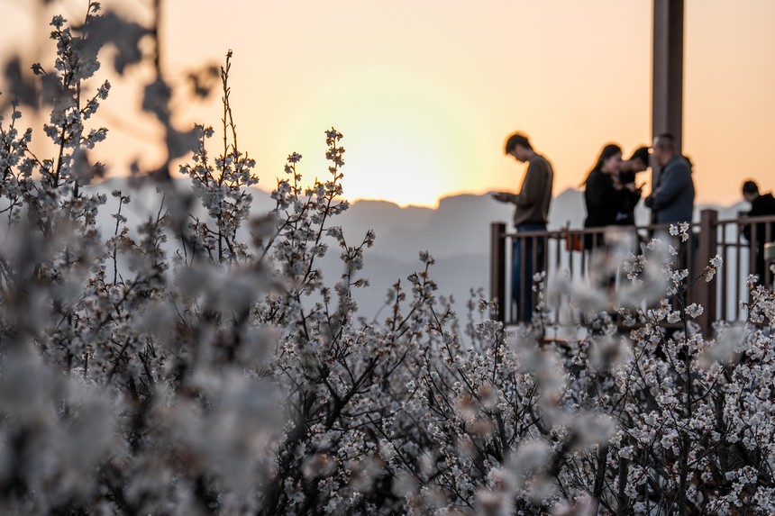 游客前來厙東關鄉陶營村觀賞盛開的櫻桃花。羅大富攝