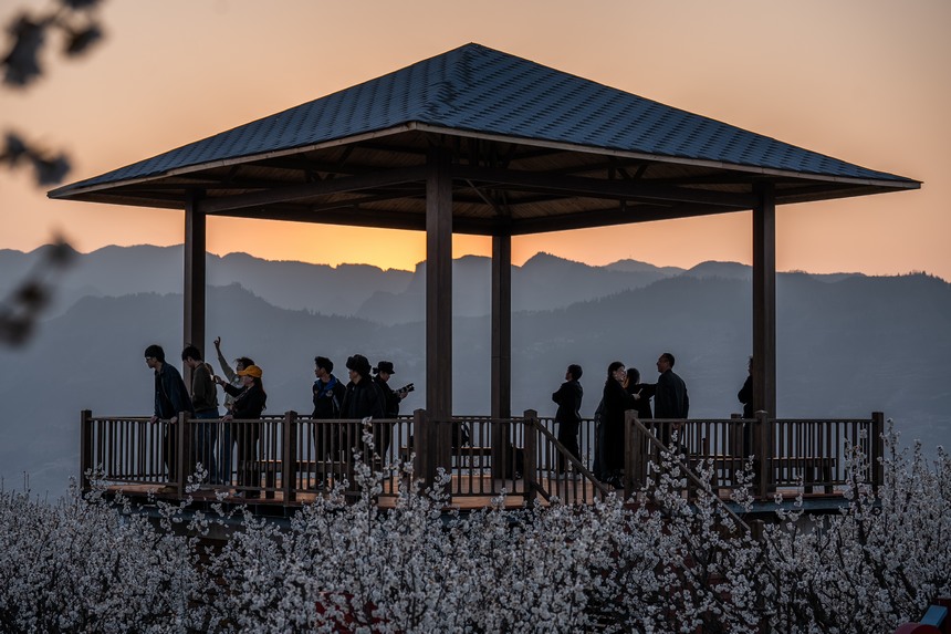 游客在陶營村觀賞盛開的櫻桃花。 羅大富攝
