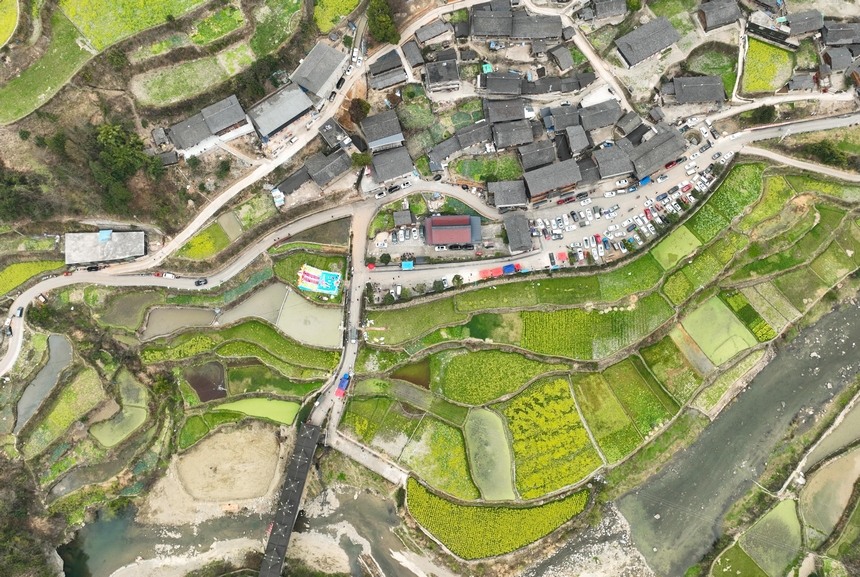 3月10日拍攝的丹寨縣南皋鄉清江村油菜花田。楊武魁攝