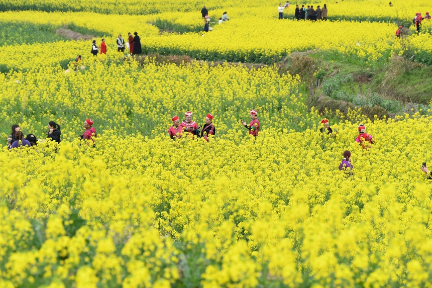 油菜花開引客來
