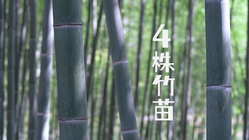 4株竹苗。