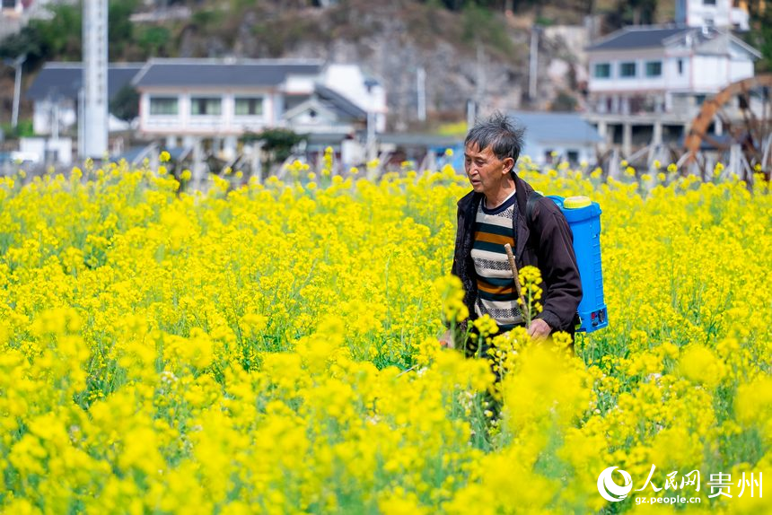 在油菜花中穿行的村民。人民網記者 涂敏攝