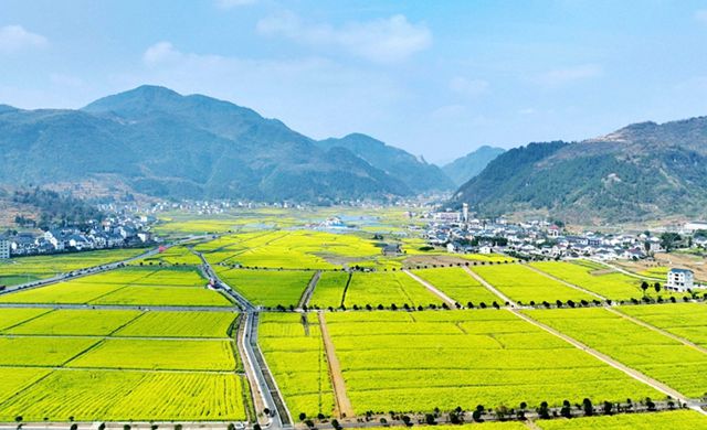 綏陽：春風吹暖“花經濟” 以花為媒產業興