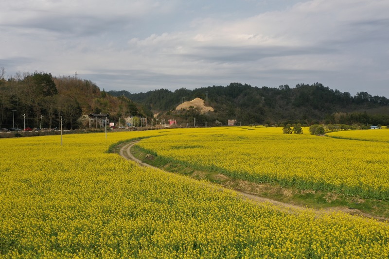 09 老屯鄉榕山大壩油菜花田 邰英 熊慶來攝.jpg