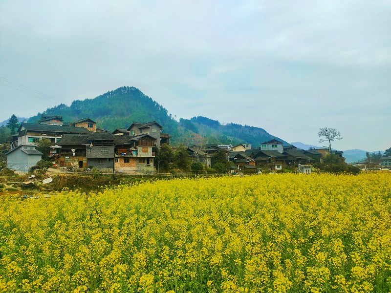 11 老屯鄉長灘村周圍油菜花田 邰英 熊慶來攝.jpg