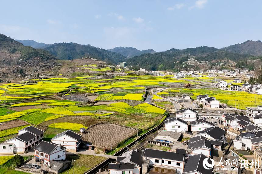 貴陽市觀山湖區百花湖鎮下麥城村盛開的油菜花。人民網記者 涂敏攝