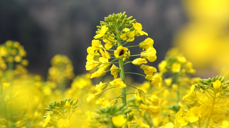 蜜蜂正在油菜花花朵上采蜜 。姜繼恒 攝.jpeg