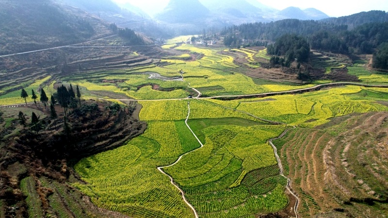 修文縣六屯鎮長田村2000多畝高標準農田航拍 。查姜維 攝.jpeg