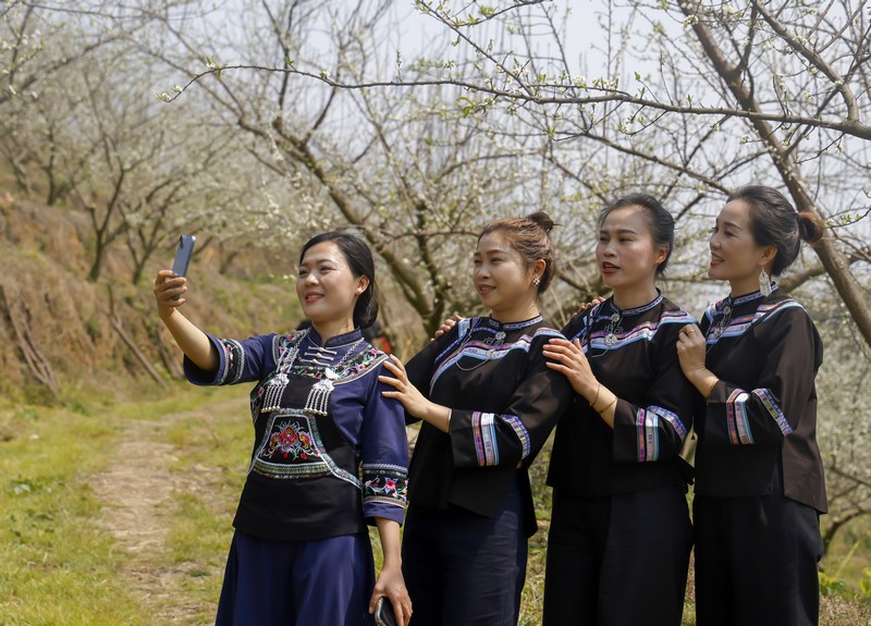 2024年3月12日，游客在貴州省黔南布依族苗族自治州羅甸縣羅悃鎮李子基地賞花、拍照。