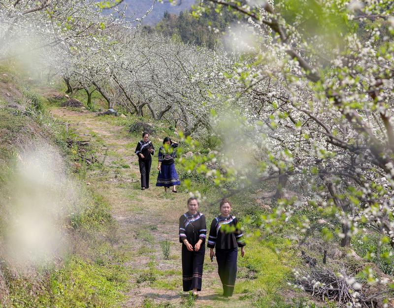2024年3月12日，游客在貴州省黔南布依族苗族自治州羅甸縣羅悃鎮李子基地賞花、拍照。