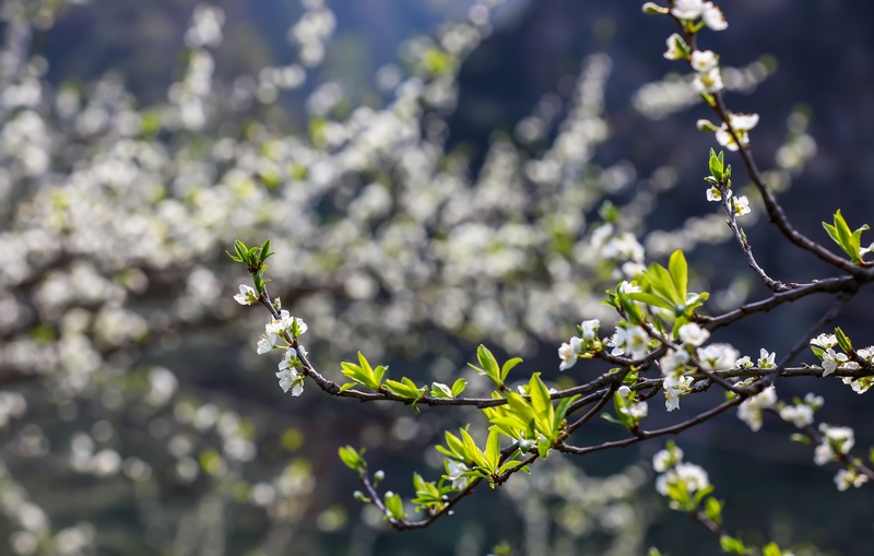 2024年3月12日拍攝的貴州省黔南布依族苗族自治州羅甸縣羅悃鎮的李花。