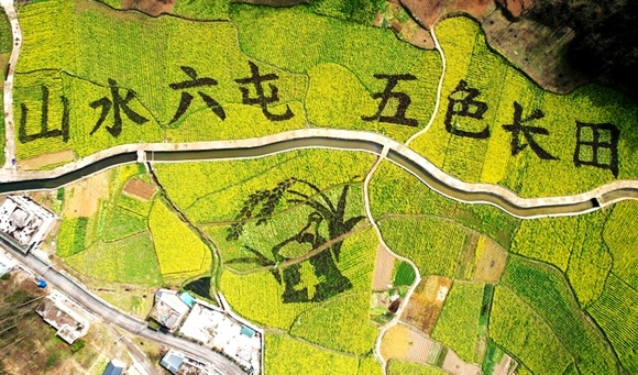 修文縣長田村：千畝金色花海春光醉人