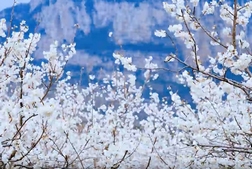 清鎮：凹河櫻桃花