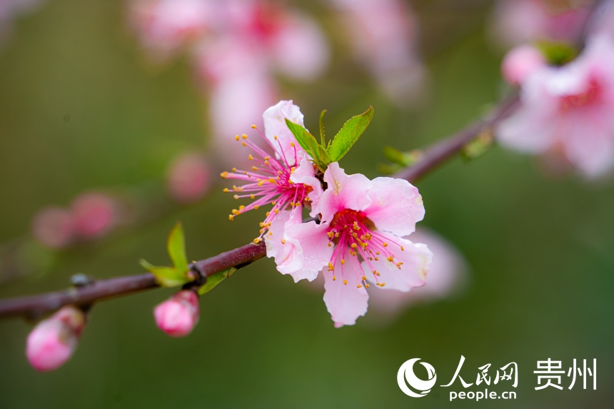 開陽縣米坪鄉的桃花競相開放。人民網 陽茜攝