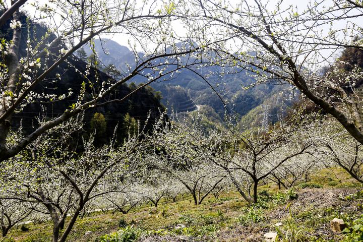 羅悃鎮蜂糖李種植基地一角。