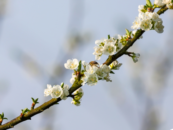 漫山花海引蜜來。