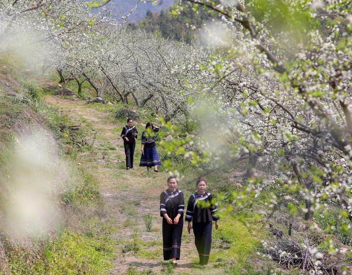 游客盡情享受漫山花海的閑情時光。