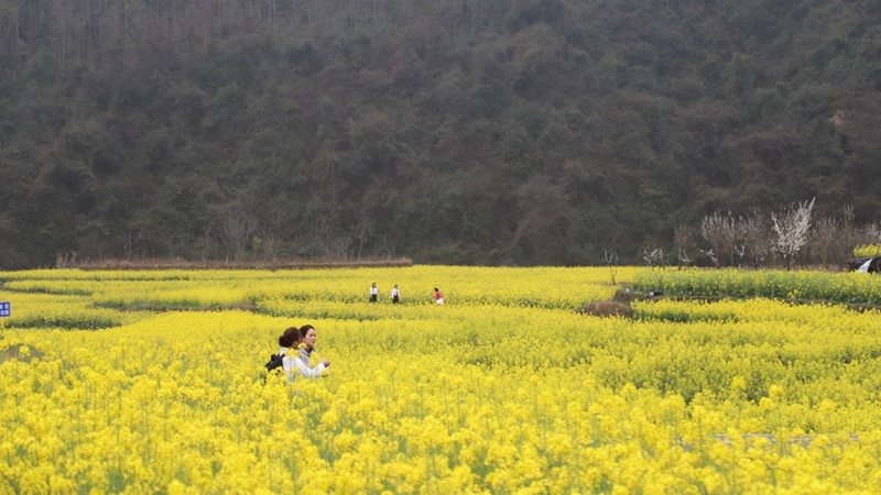 活動當天游客在田間拍照 文俊入 攝.jpg