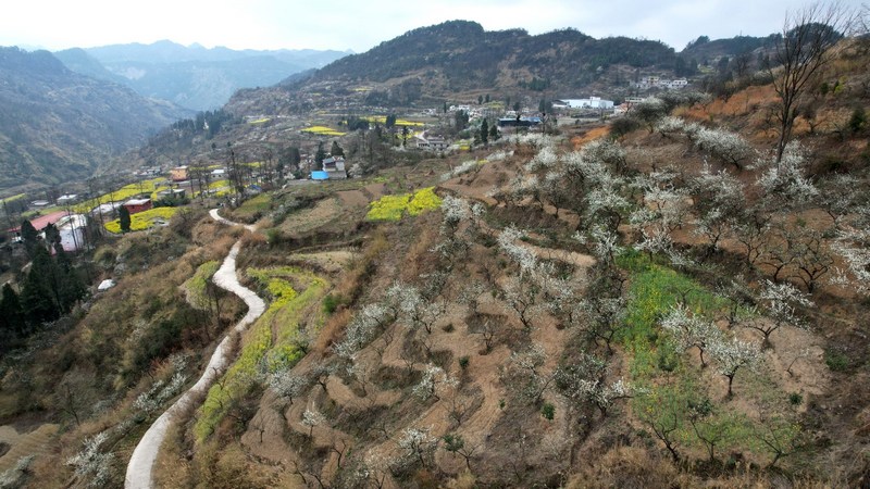 一株株李花純白如雪，分散在田間土坎上和村民的房前屋后。姜繼恒攝