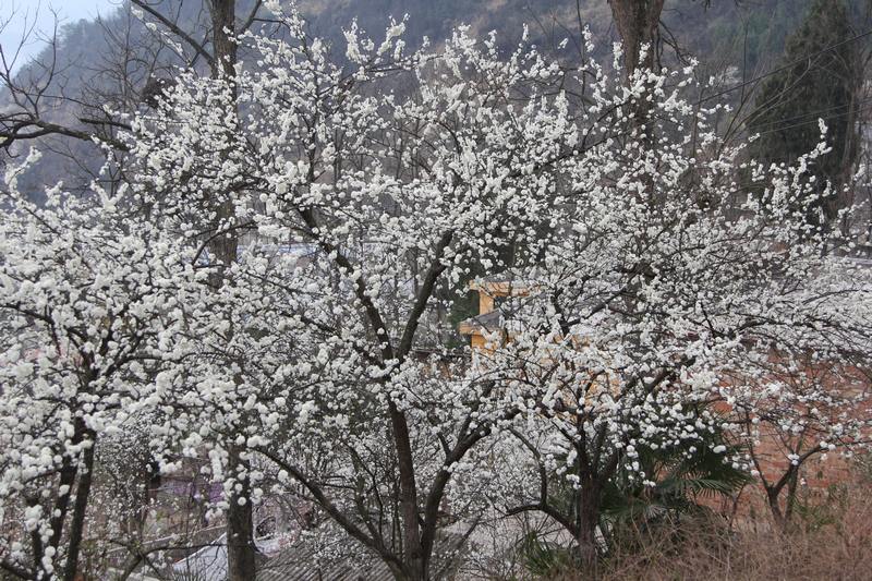 種植面積在3500畝左右。姜繼恒攝