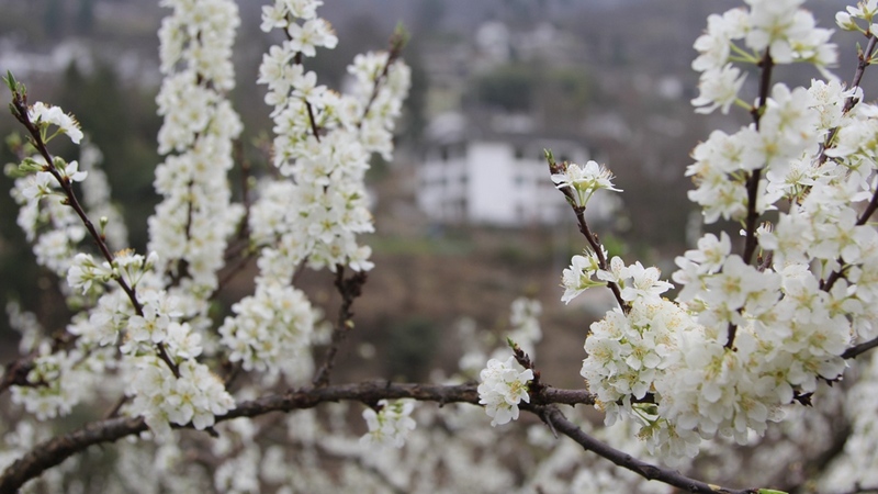 千樹萬樹蜜李正以時不我待的姿態，沐浴在和煦的春風中爭相怒放。姜繼恒攝
