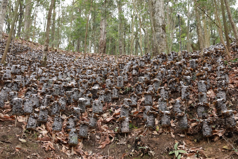 劍河縣久仰鎮久丟村長勢良好的黑木耳。謝達攝