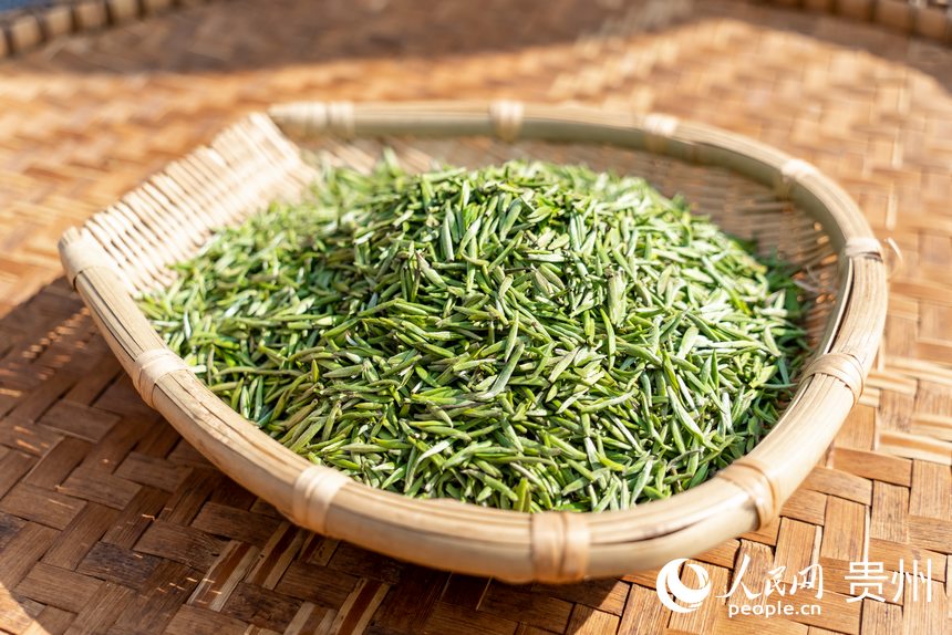 活動現場采摘的茶芽。人民網記者 涂敏攝