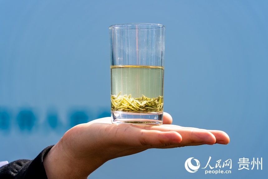 活動現場展示的都勻毛尖茶。人民網記者 涂敏攝