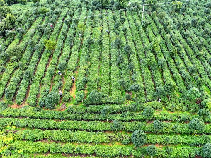 春茶采摘忙。