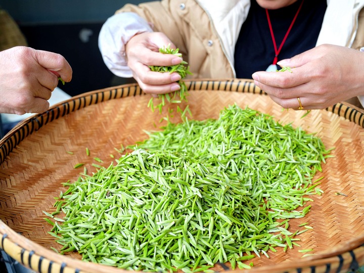 春茶采摘忙。