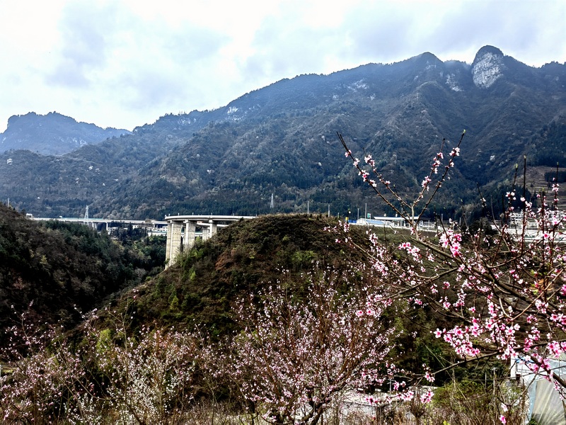 赫章縣野馬川鎮前山村桃李爭春。王永勝攝
