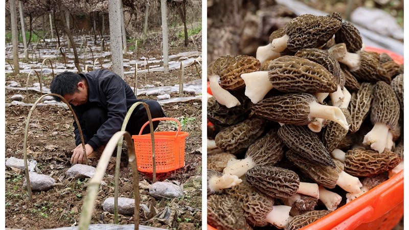 村民們手持小刀，穿梭于菌壟間，小心翼翼地收割著這些珍貴的羊肚菌。 修文縣融媒體中心伍維玉 攝.jpg
