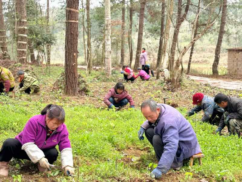 林下種植中藥材。