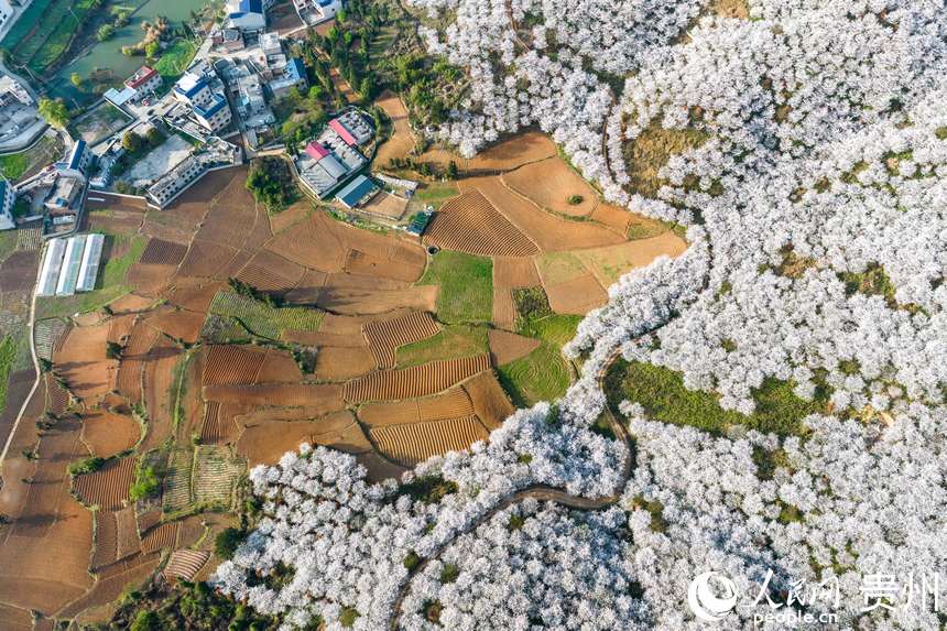 航拍貴州安順黃臘櫻花園。人民網記者 趙靜攝