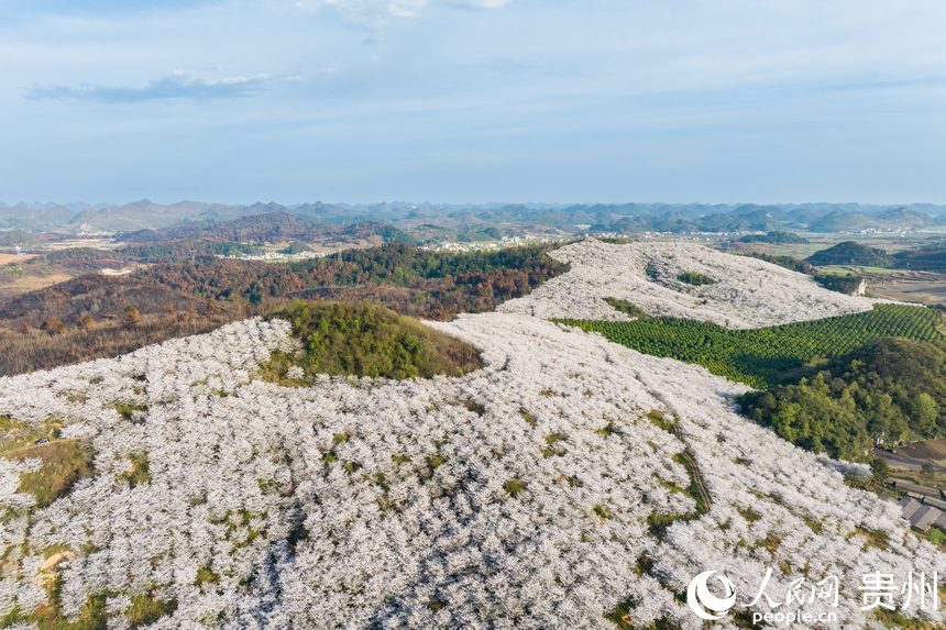 航拍貴州安順黃臘櫻花園。人民網記者 趙靜攝