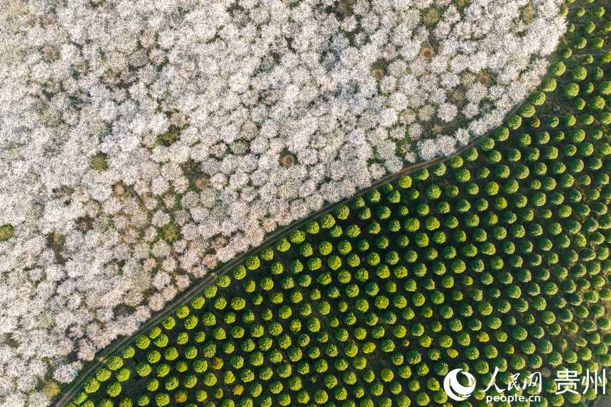 航拍貴州安順黃臘櫻花園。人民網記者 涂敏攝