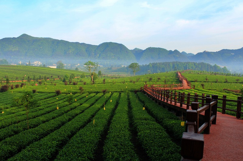 (圖7)遵義市鳳岡縣永安鎮田壩茶海之心茶園 .jpg