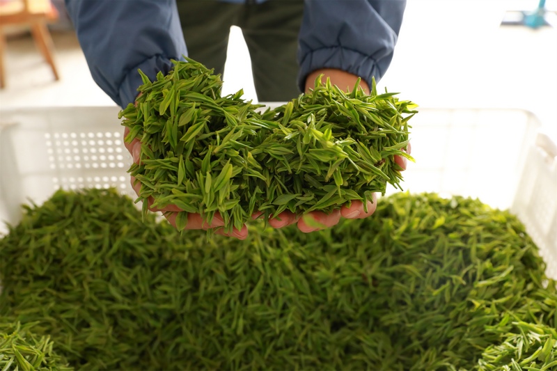新鮮采摘的茶青。