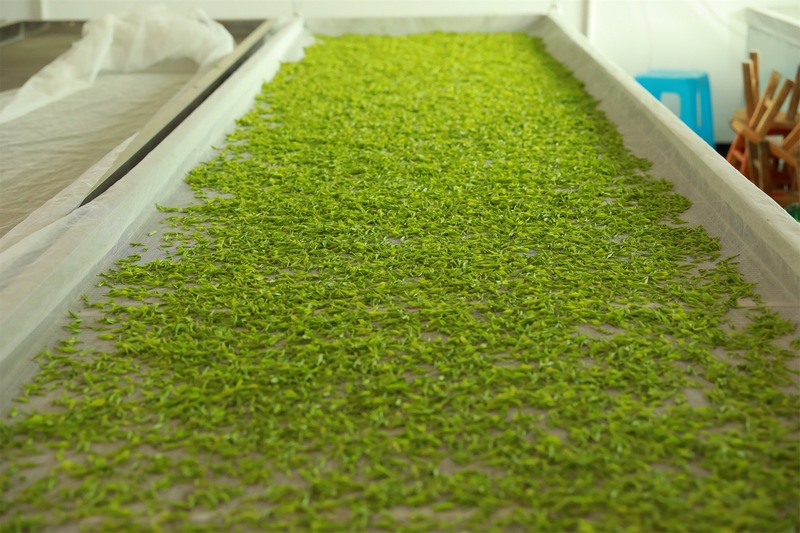 正在攤晾的茶青。