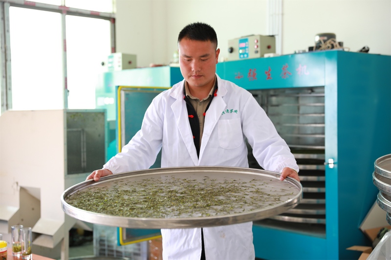 工人正在加工茶葉。