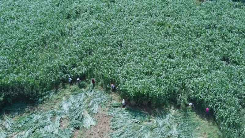 牧草繁盛。黔西市融媒體中心供圖