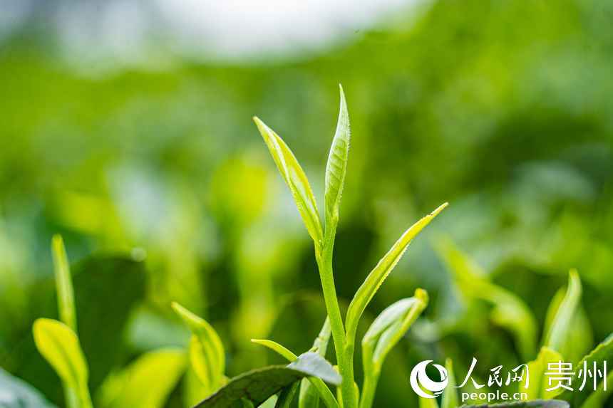 春茶吐新芽。人民網 陽茜攝