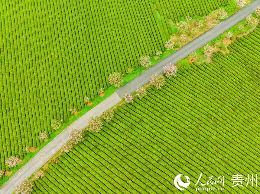 粉色櫻花綻放于萬畝茶海之中。人民網 陽茜攝