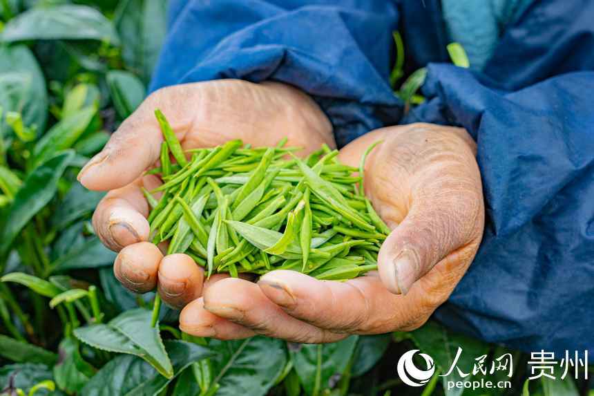 剛從茶樹上采摘下來的茶青。人民網 陽茜攝