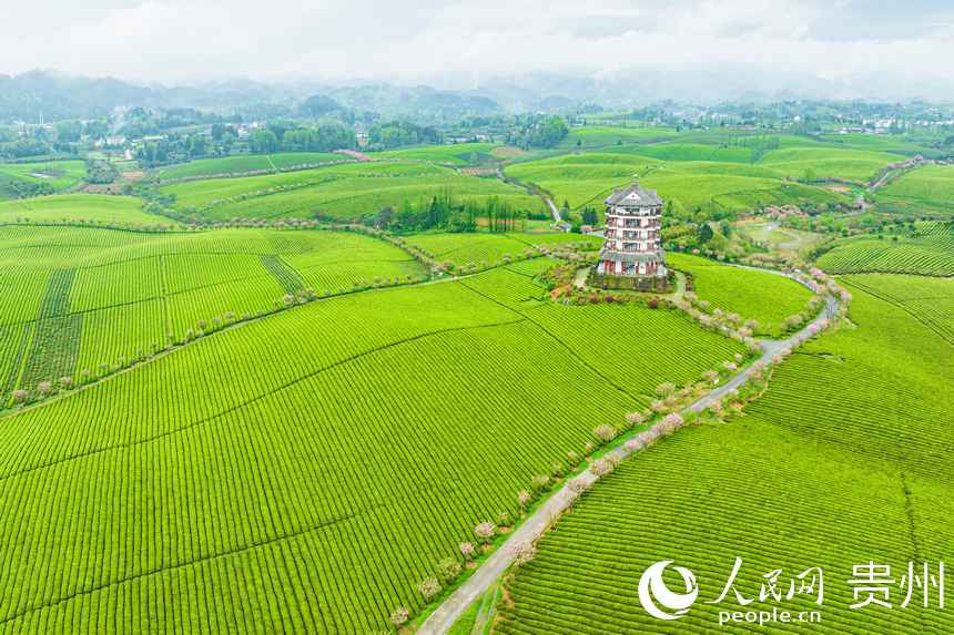 綠意盎然的湄潭萬畝茶海。人民網 陽茜攝