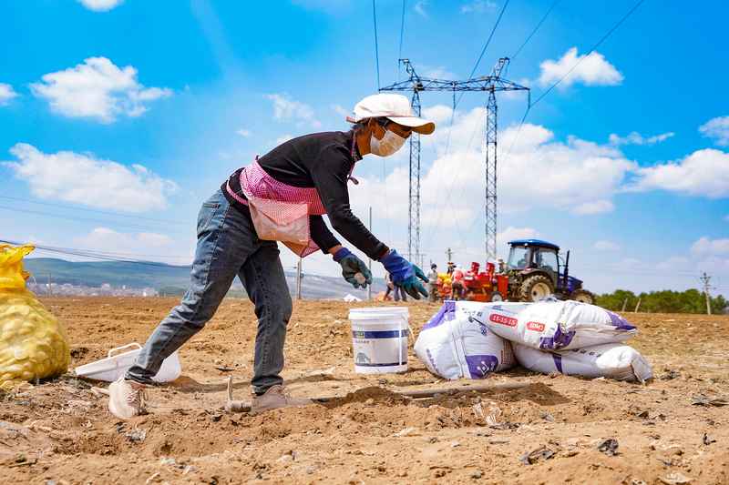 3月31日，在威寧自治縣觀風海鎮全程機械化馬鈴薯種薯擴繁基地，務工群眾在農機死角補種。趙慶能攝
