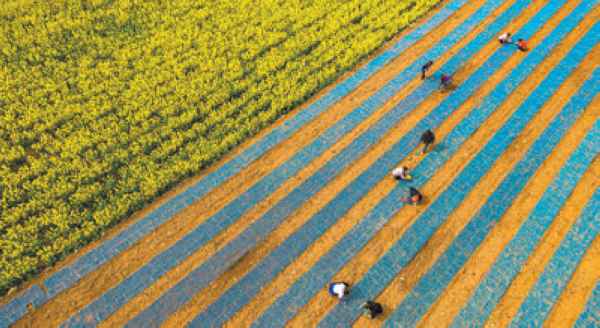 在貴州省黔西市洪水鎮糧油種植示范樣板玉米集中育苗點，農民在進行玉米托盤育苗?，F代化的育苗技術為當地春耕打下堅實基礎。  蘇 濱 史開心攝影報道