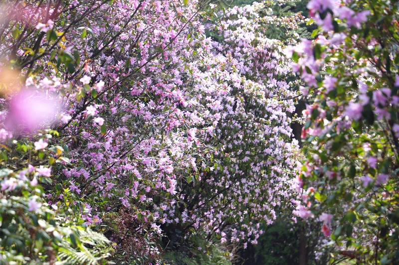 梵凈山萬畝野杜鵑綻放。