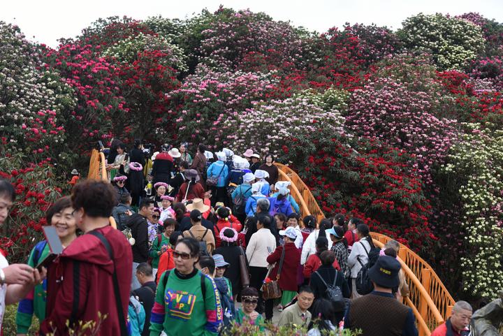 百里杜鵑管理區金坡景區百花坪。