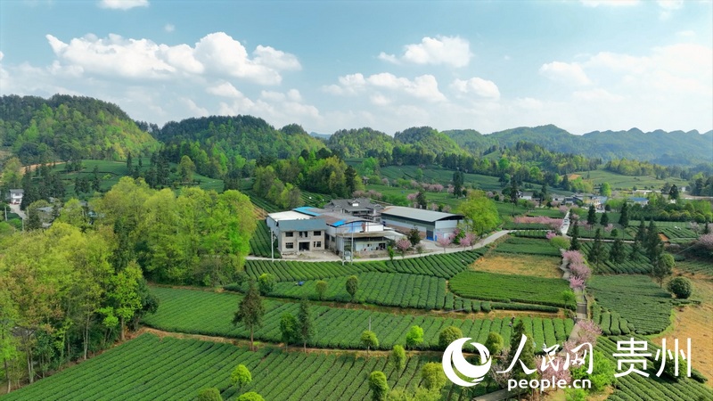 航拍湄潭核桃壩村茶園。人民網 陽茜攝